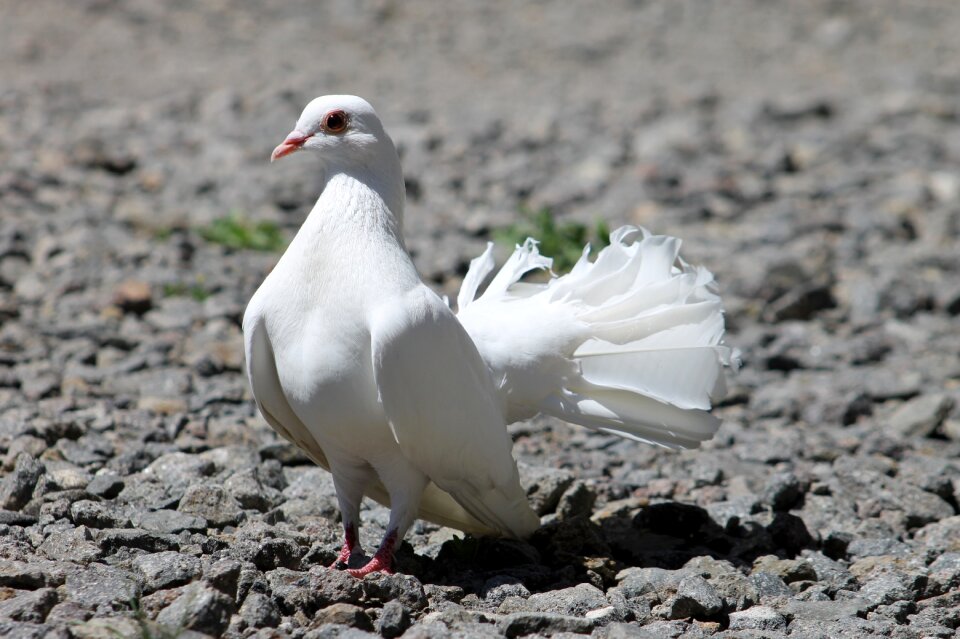 Pávagalamb feathered winged