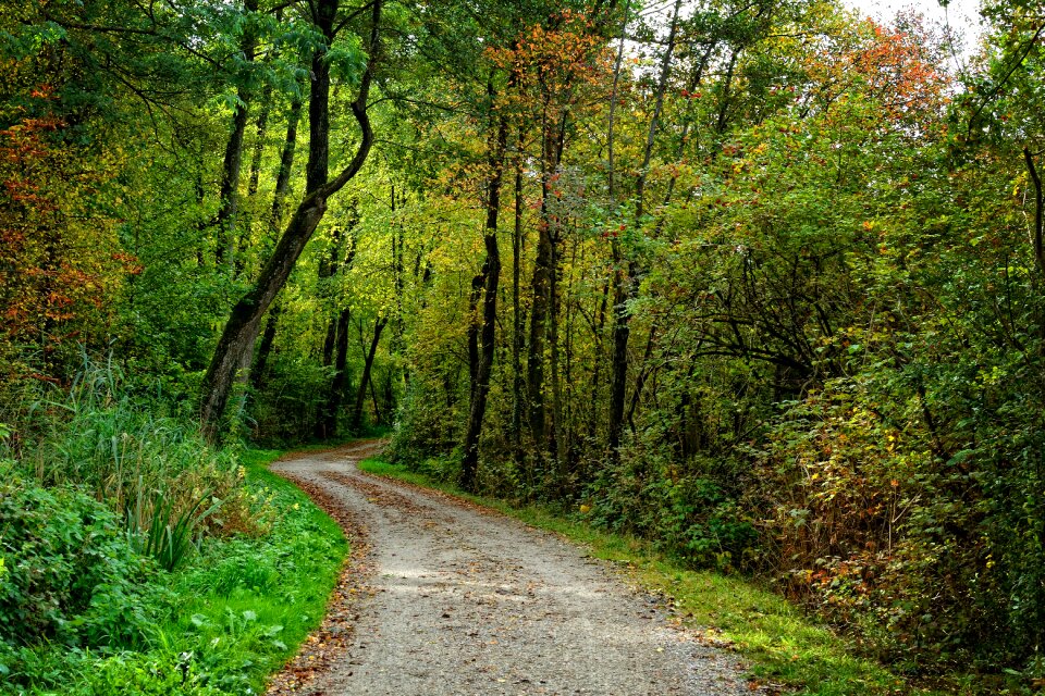 Forest path forest nature