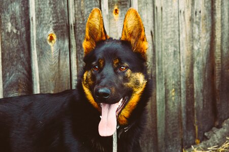 Pet black animal