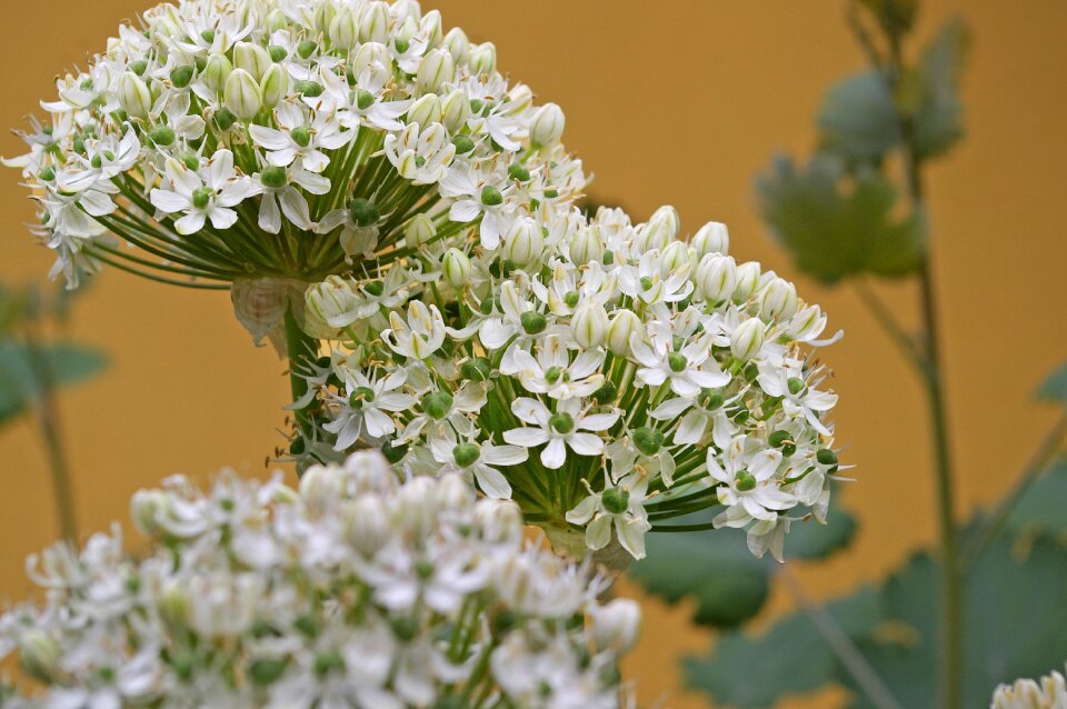 Ball leek schnittblume flower ball