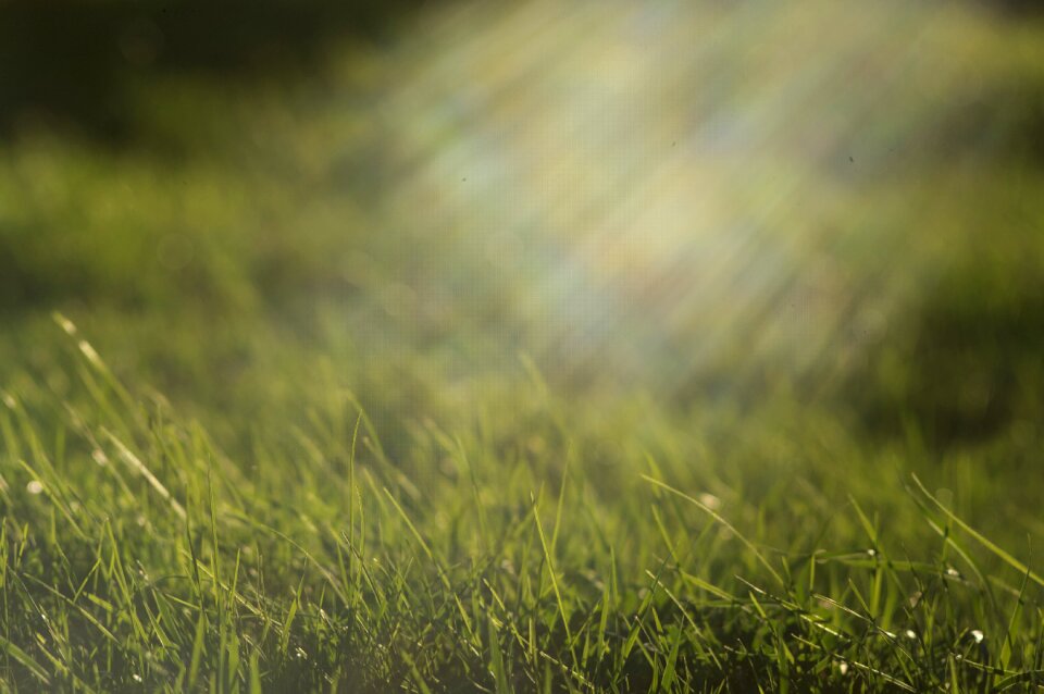 Rays of the sun green grass grass in the spring