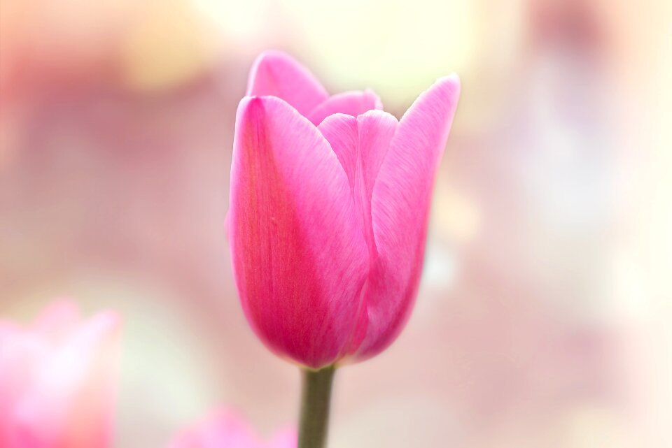 Bloom pink spring