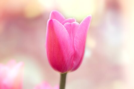 Bloom pink spring photo