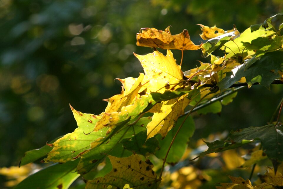 Season foliage wood