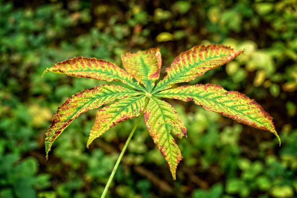 Leaves fall foliage colored