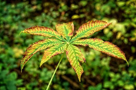 Leaves fall foliage colored