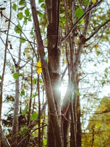 Sunlight nature environment