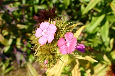 Flora blossom bloom