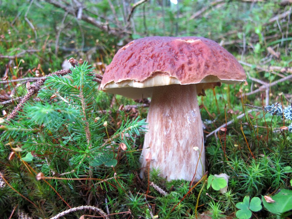 Fungus boletus edulis moss