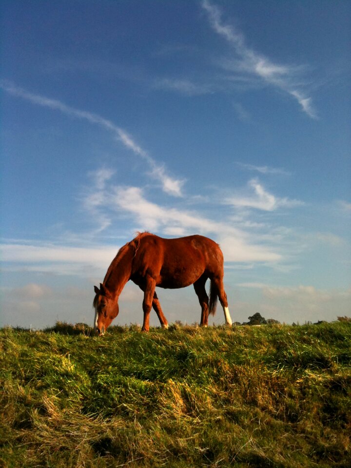 Animal nature stallion