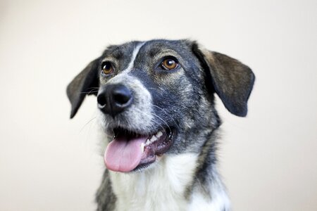 Fur comrade face photo