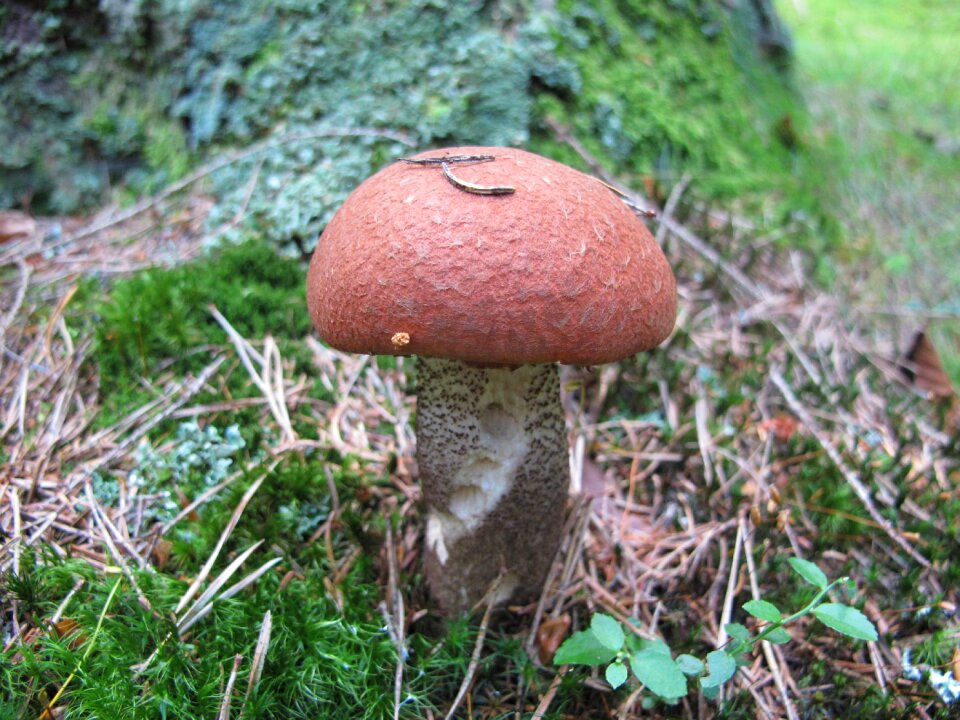 Fungus orange birch forest