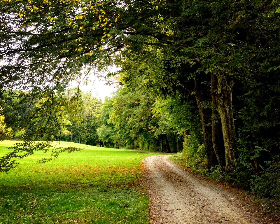 Forest path forest nature