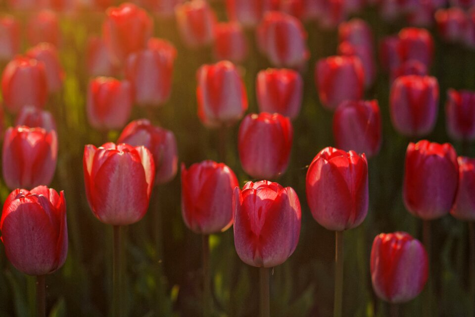 Floral nature spring