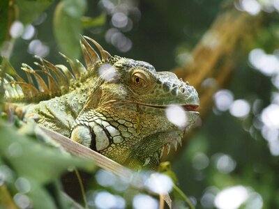Nature lizard green