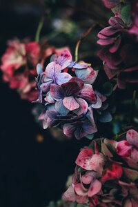 Colorful plant blossom photo