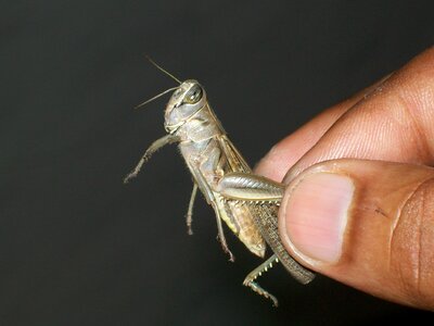 Wild cricket grass photo