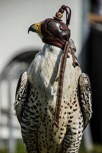 Bird of prey bird predator