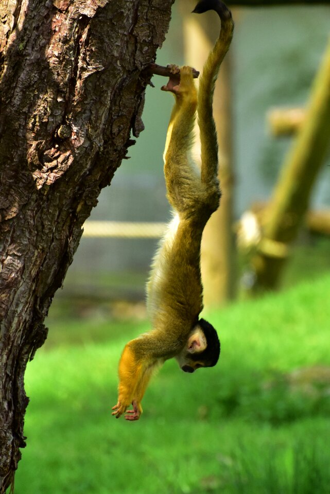 Cute sweet animal