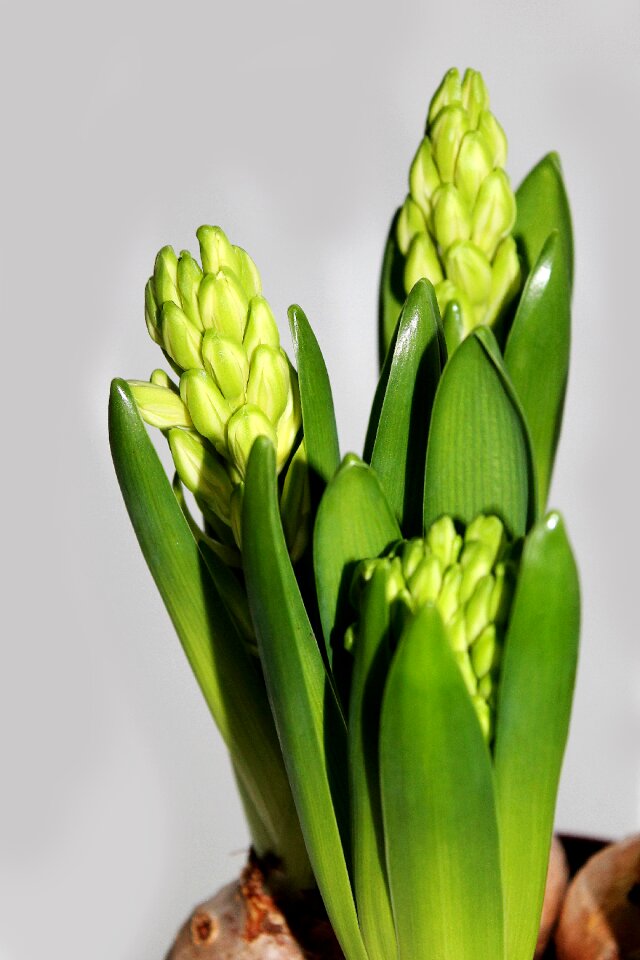 Flower bulbs spring green