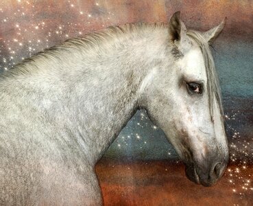 Mold white pferdeportrait