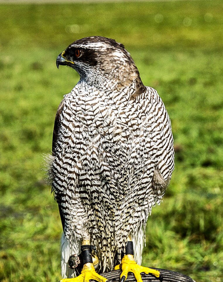 Bird of prey bird predator