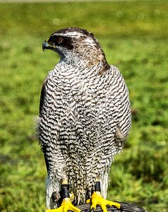 Bird of prey bird predator