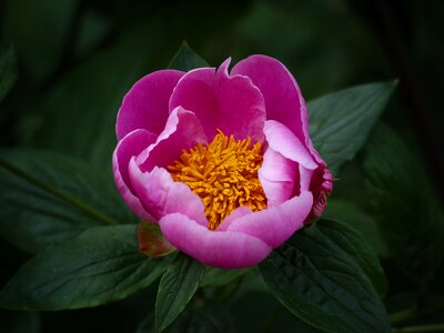 Pink flower bloom photo