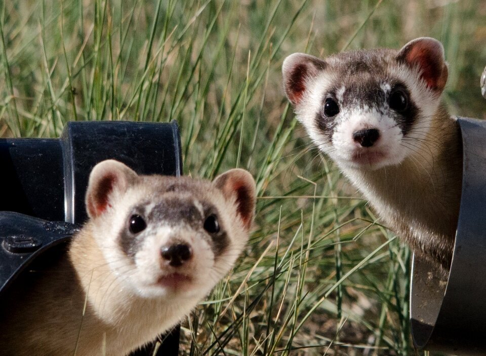 Cute heads wildlife