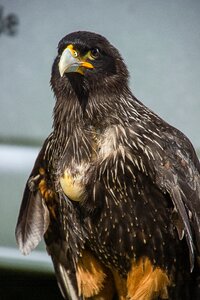 Bird of prey bird predator