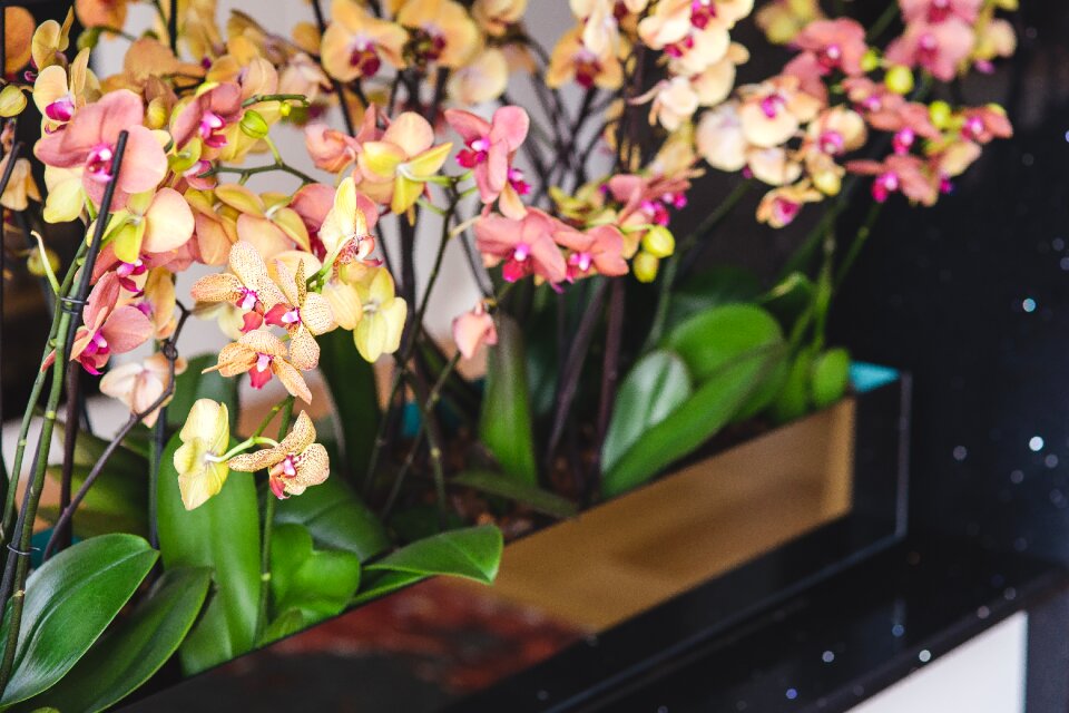 Flowers yellow pink