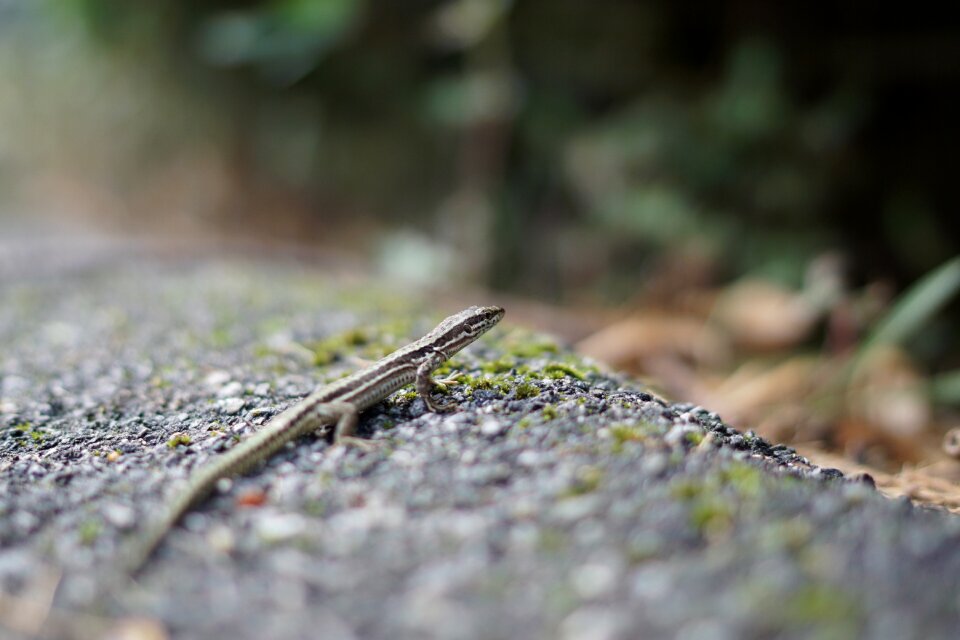 Wildlife animal macro