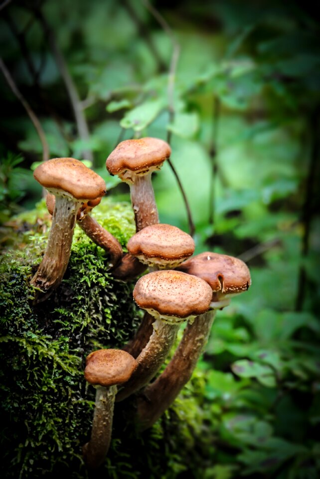 Moss forest floor forest mushroom