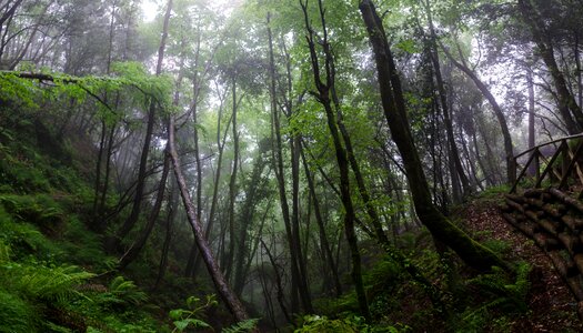 Spooky green dark forest