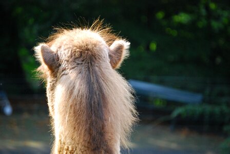 Animal mane nature