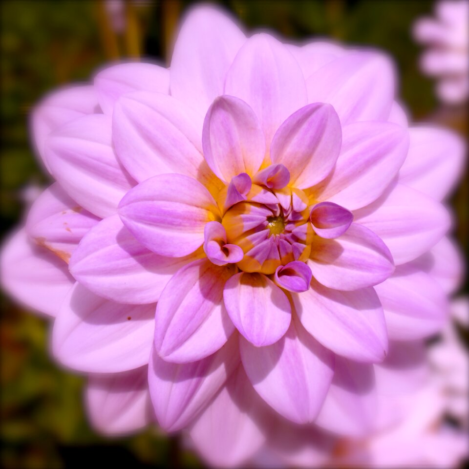 Flower garden blossom bloom