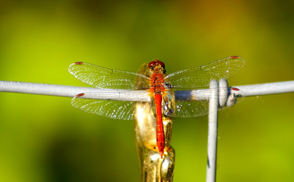Transparent wing filigree