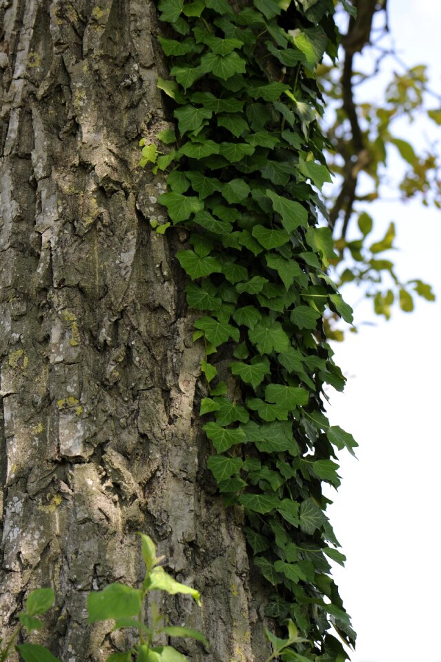 Fouling log creeper