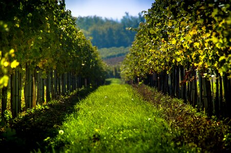 Vineyard nature austria