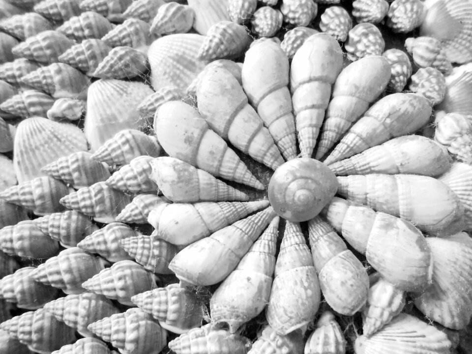 Nature marine seashell