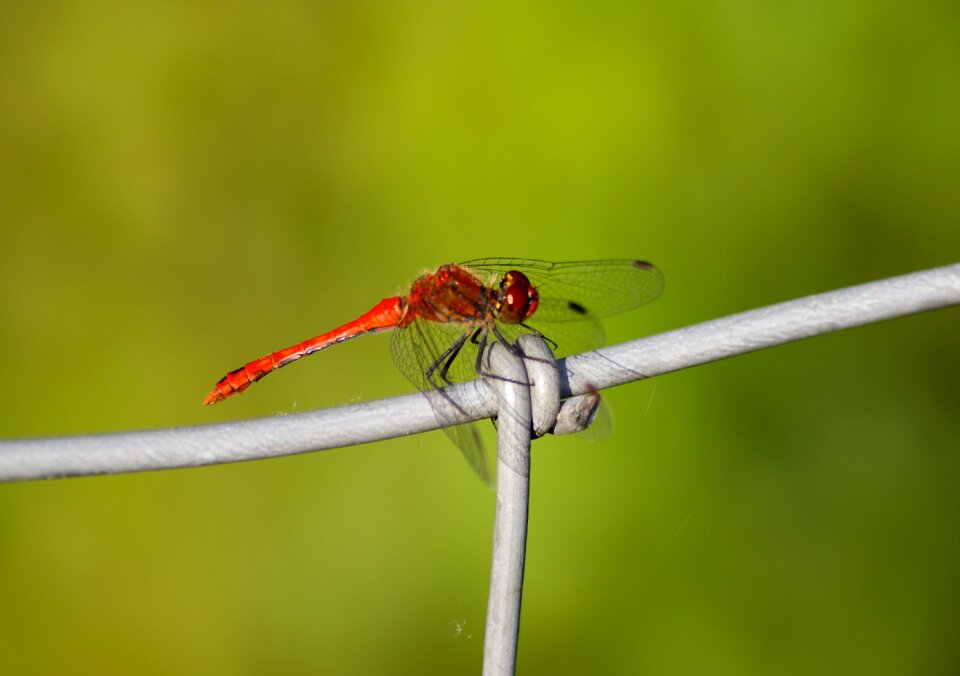 Transparent wing filigree
