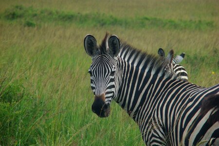 Wild animal animal world africa