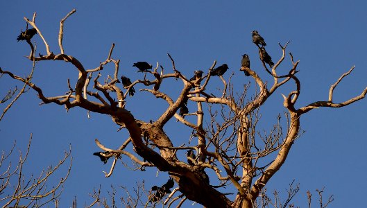 crow tree photo