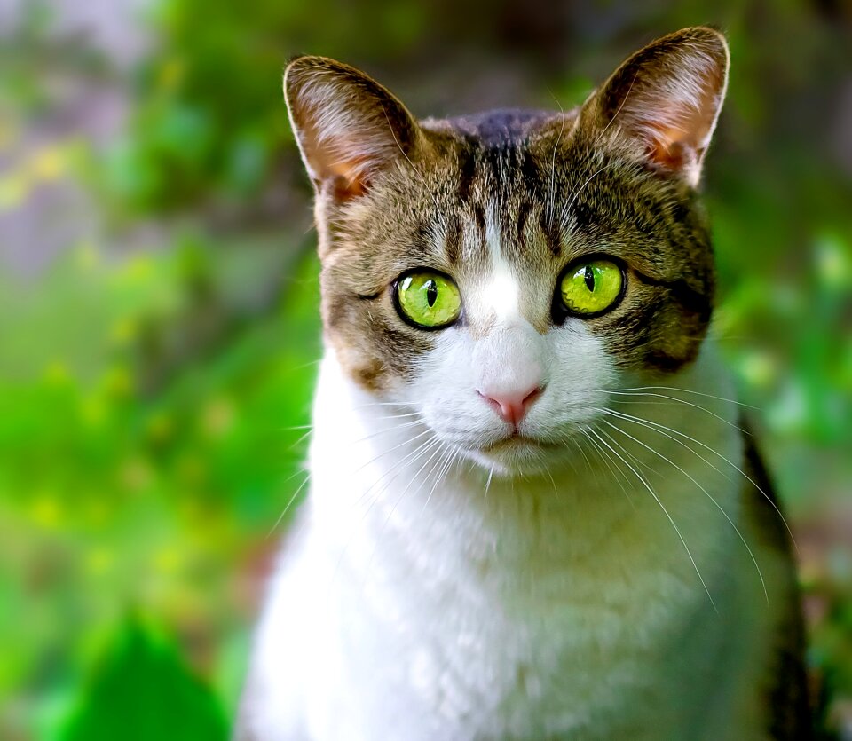 Cat face animal portrait