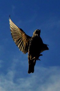 starling attack photo