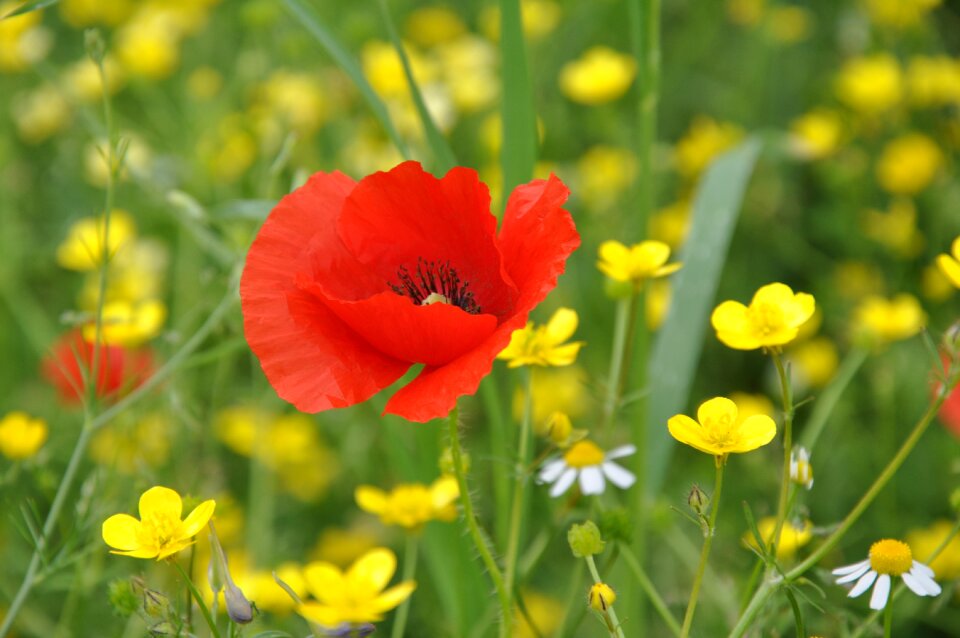 Poppy nature meadow flower