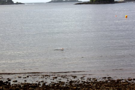 Sitka Coastline - Salmon Jumping
