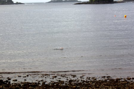 Sitka Coastline - Salmon Jumping photo