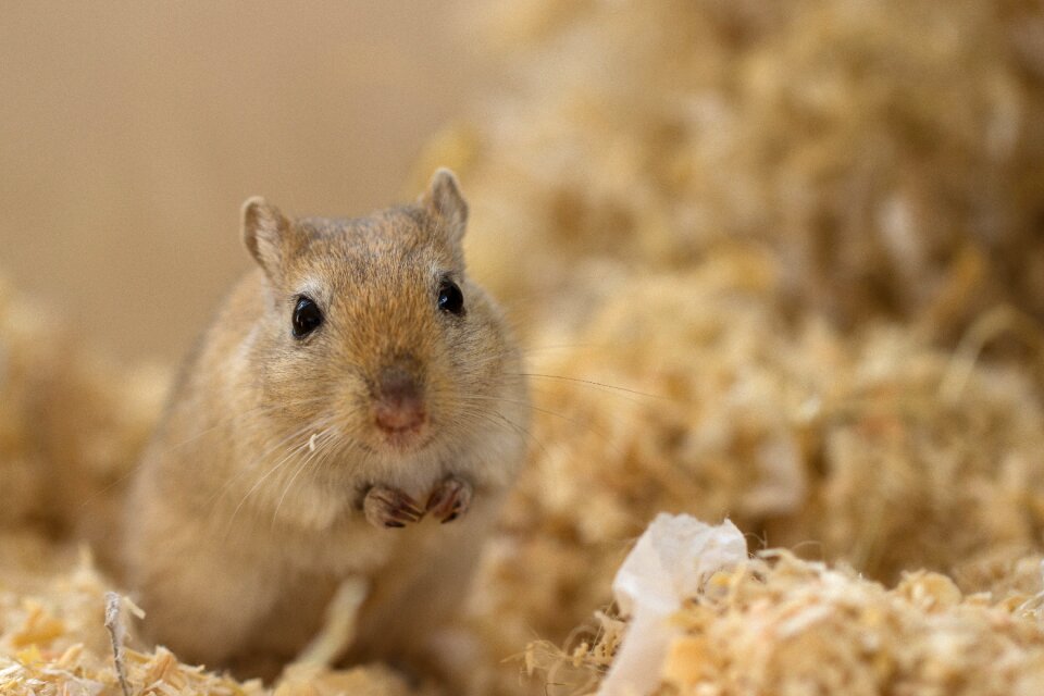 Gerbil rodent nager