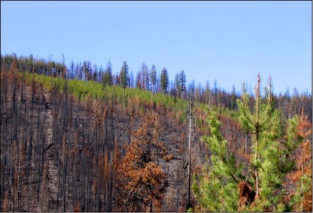 Forest Management Makes a Difference
